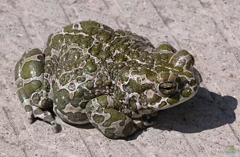 Bufo viridis im Gartenteich (Einrichtungsbeispiele mit Wechselkröte)