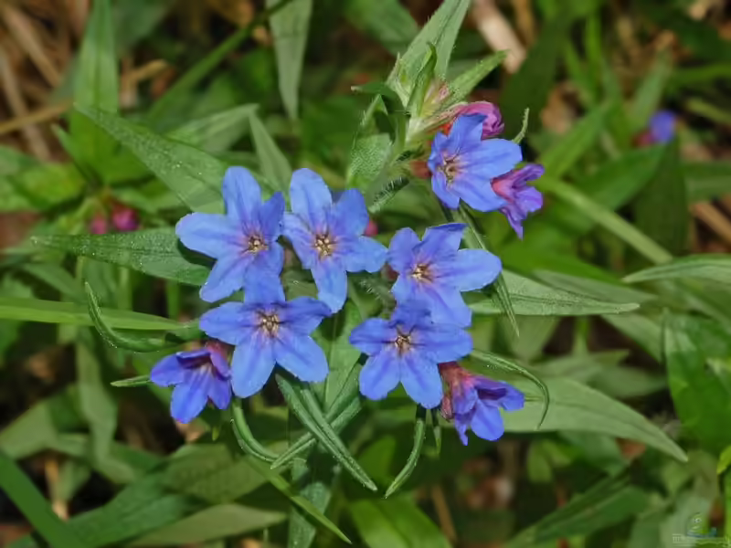 Buglossoides purpurocaerulea im Garten pflanzen (Einrichtungsbeispiele mit Purpurblauer Steinsame)