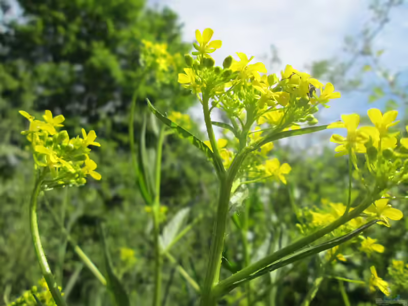 Bunias orientalis im Garten pflanzen (Einrichtungsbeispiele mit Orientalisches Zackenschötchen)