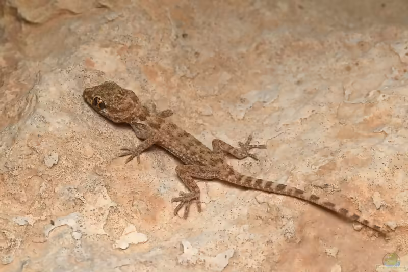 Baluch-Felsengecko: Bunopus tuberculatus im Terrarium halten (Einrichtungsbeispiele mit Bunopus tuberculatus)