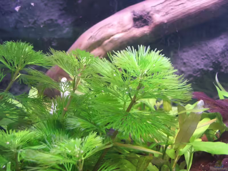 Cabomba im Aquarium: Filigrane Unterwasserpflanzen für naturnahe Aquarien (Einrichtungsbeispiele mit Haarnixen)