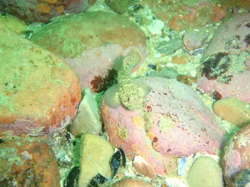 Caffrogobius nudiceps im Aquarium halten (Einrichtungsbeispiele für Caffrogobius nudiceps)