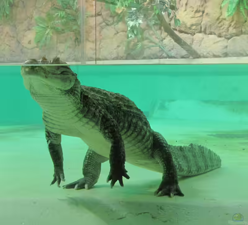 Caiman crocodilus im Terrarium halten (Einrichtungsbeispiele mit Brillenkaiman)