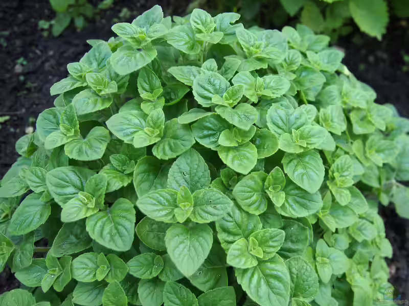 Calamintha nepeta im Garten pflanzen (Einrichtungsbeispiele mit Kleinblütige Bergminze)