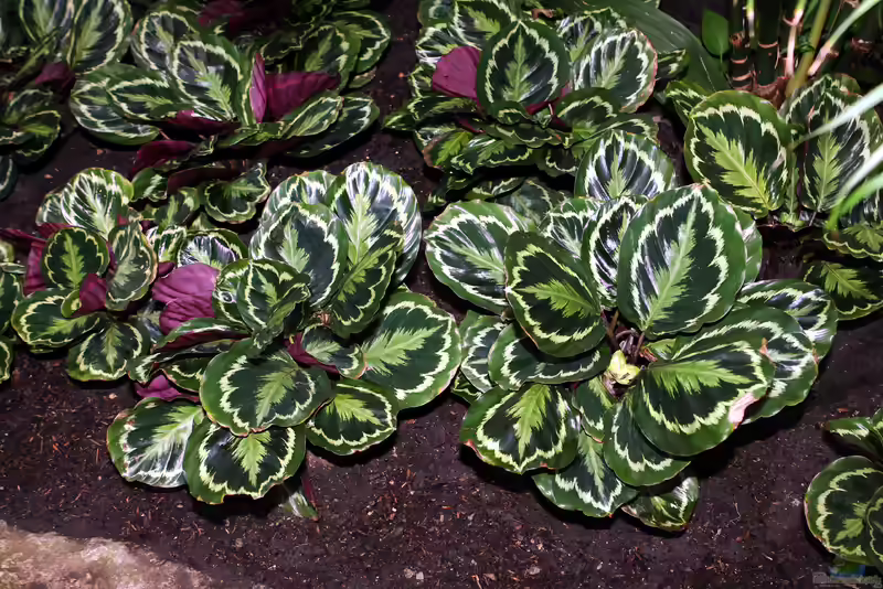 Calathea roseopicta im Terrarium pflanzen (Einrichtungsbeispiele mit Korbmarante-Pfeilwurz)