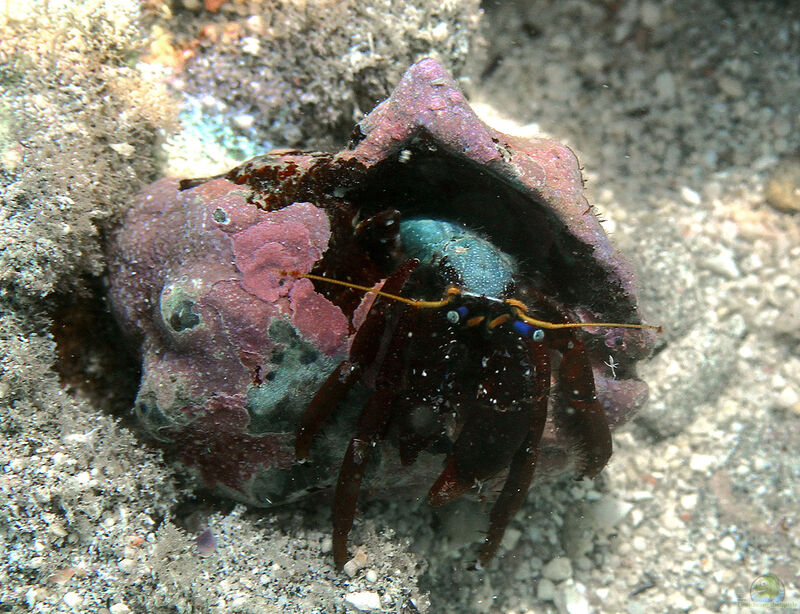 Calcinus morgani im Aquarium halten (Einrichtungsbeispiele für Blauaugen-Koralleneinsiedlerkrebs)