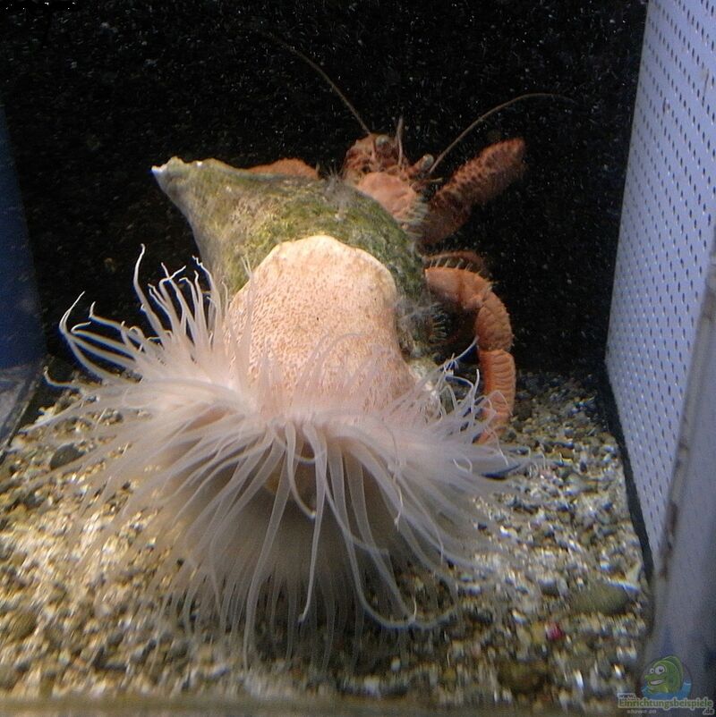 Calliactis japonica im Aquarium halten (Einrichtungsbeispiele für Symbioseanemone)