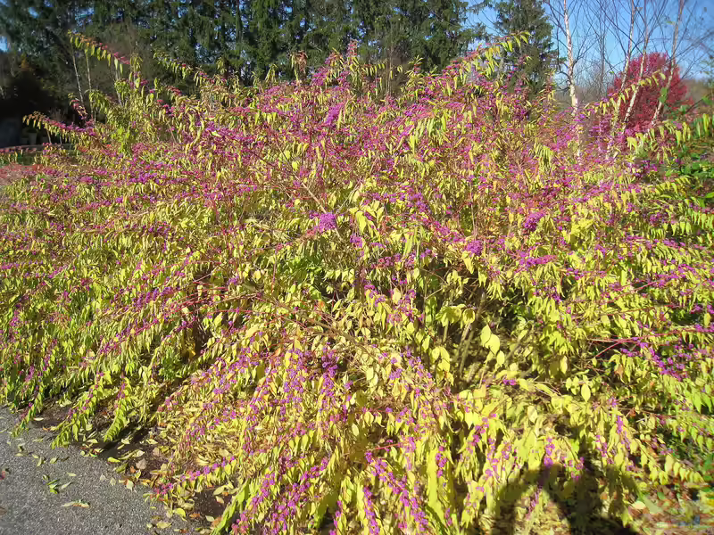 Callicarpa dichotoma im Garten pflanzen (Einrichtungsbeispiele mit Purpur-Schönfrucht)