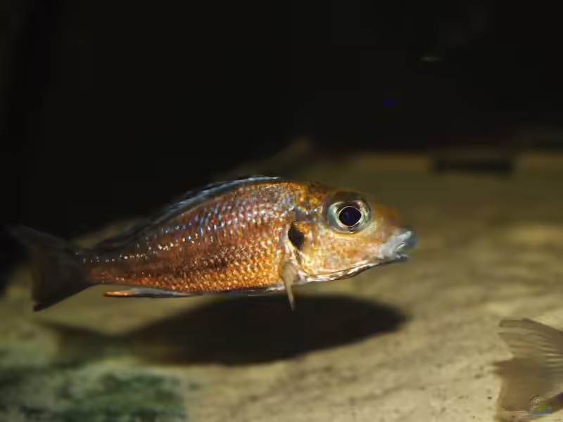 Callochromis: Sandcichliden aus dem Tanganjikasee mit faszinierendem Balzverhalten (Einrichtungsbeispiele mit Callochromis-Arten)