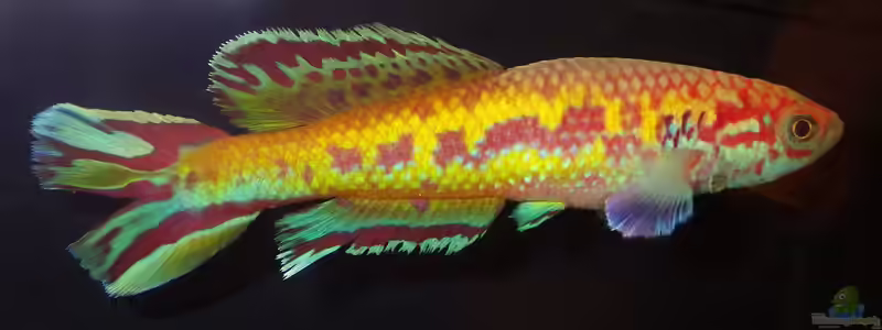 Callopanchax im Aquarium halten (Einrichtungsbeispiele für Callopanchax-Arten)