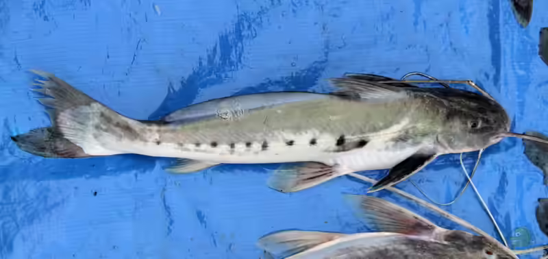 Calophysus macropterus im Aquarium halten (Einrichtungsbeispiele für Zamurito)
