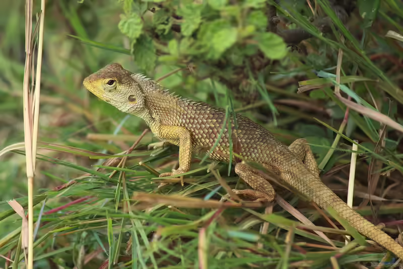 Calotes versicolor im Terrarium halten (Einrichtungsbeispiele mit Blutsaugeragame)