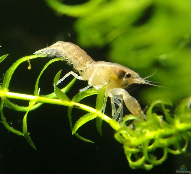 Aquarien mit Cambarellus diminutus (Kleinster Zwergkrebs)