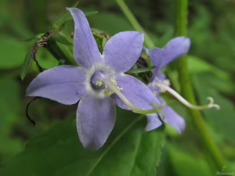 Campanula americana im Garten pflanzen (Einrichtungsbeispiele mit Prärie-Glockenblume)