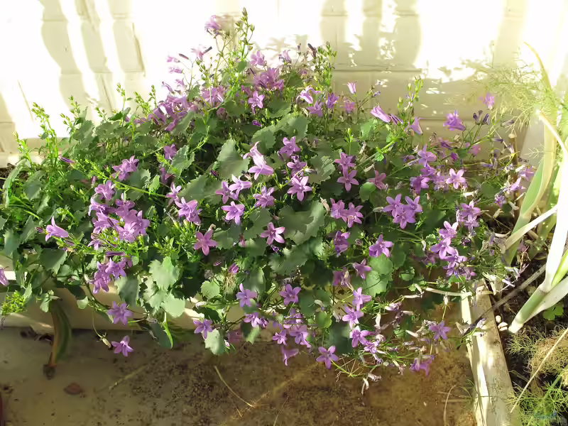 Campanula cochleariifolia im Garten pflanzen (Einrichtungsbeispiele mit Zwerg-Glockenblume)