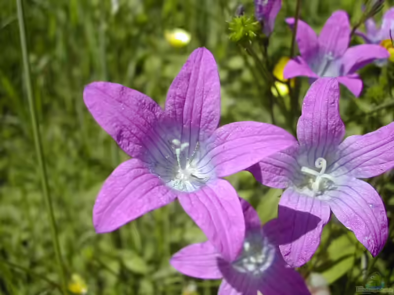 Campanula patula im Garten pflanzen (Einrichtungsbeispiele mit Wiesen-Glockenblume)