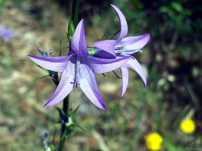 Campanula rapunculus im Garten pflanzen (Einrichtungsbeispiele mit Rapunzel-Glockenblume)