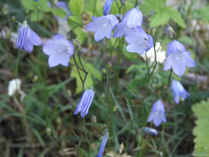 Campanula rotundifolia im Garten pflanzen (Einrichtungsbeispiele mit Rundblättrige Glockenblume)