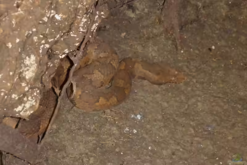 Candoia aspera im Terrarium halten (Einrichtungsbeispiele mit Neuguinea-Boa)