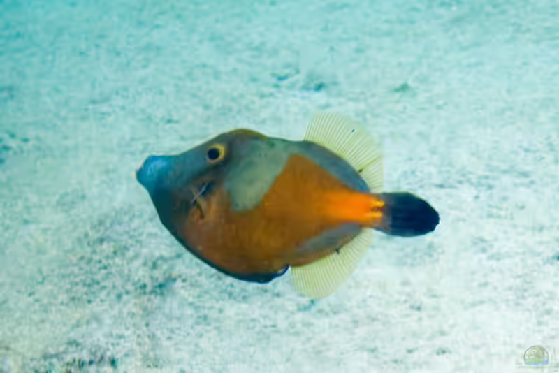 Cantherhines macrocerus im Aquarium halten (Einrichtungsbeispiele für Weißflecken-Feilenfisch)