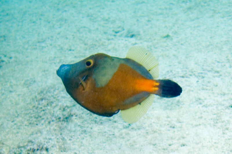 Cantherhines macrocerus im Aquarium halten (Einrichtungsbeispiele für Weißflecken-Feilenfisch)
