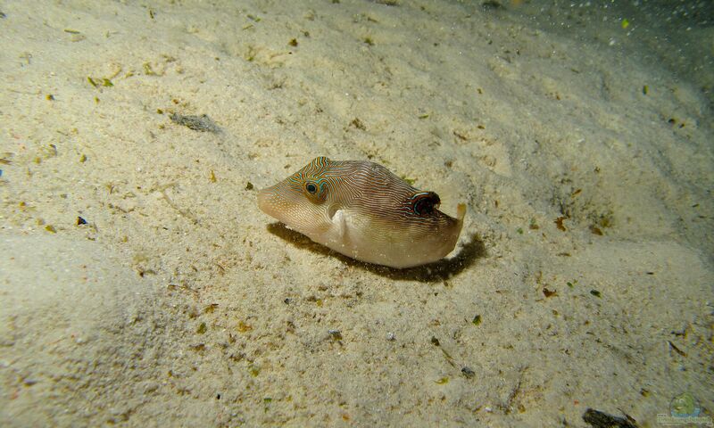 Canthigaster compressa im Aquarium halten (Einrichtungsbeispiele für Labyrinth-Kugelfisch)