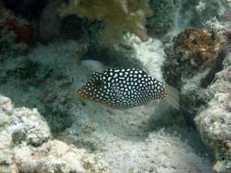 Canthigaster jactator im Aquarium halten (Einrichtungsbeispiele für Hawaii-Spitzkopfkugelfisch)