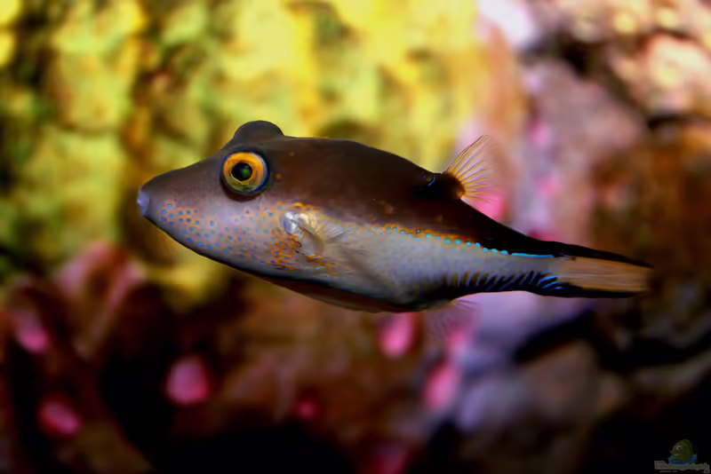 Canthigaster rostrata im Aquarium halten (Einrichtungsbeispiele für Karibischer Spitzkopf-Kugelfisch)