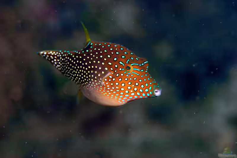 Canthigaster solandri im Aquarium halten (Einrichtungsbeispiele für Augenfleck-Spitzkopf-Kugelfisch)