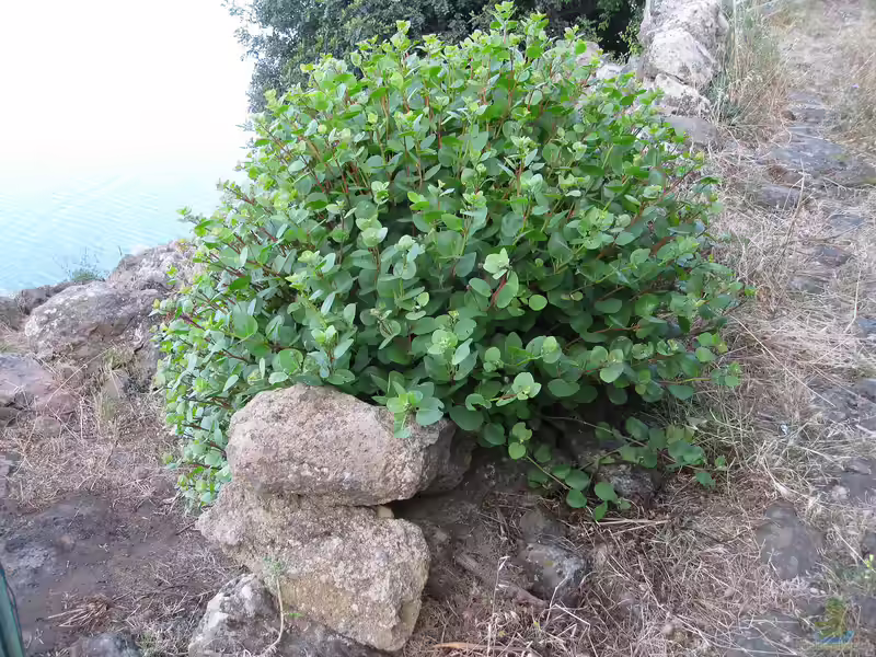 Capparis spinosa im Garten pflanzen (Einrichtungsbeispiele mit Echter Kapernstrauch)
