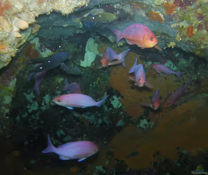 Caprodon longimanus im Aquarium halten (Einrichtungsbeispiele für Rosa Fahnenbarsch)