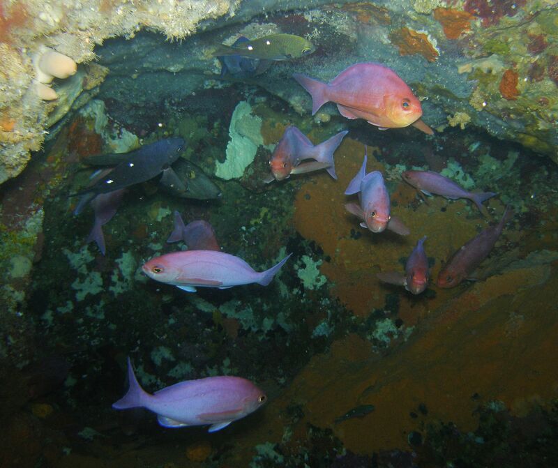 Caprodon longimanus im Aquarium halten (Einrichtungsbeispiele für Rosa Fahnenbarsch)  - Caprodon-longimanus-slnkaquarium