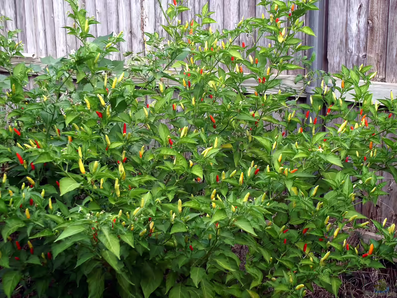 Capsicum frutescens im Garten pflanzen (Einrichtungsbeispiele mit Tabasco-Chili)