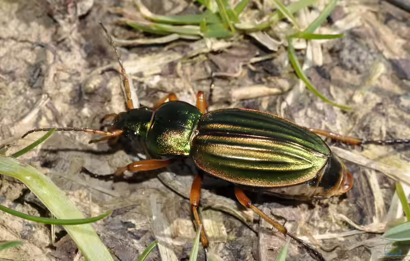 Carabus auratus im Garten (Einrichtungsbeispiele mit Goldlaufkäfer)