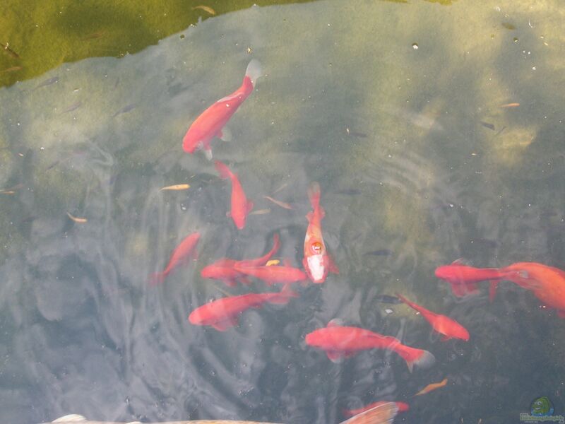 Goldfische im Teich oder Aquarium halten (Einrichtungsbeispiele für Carassius auratus)