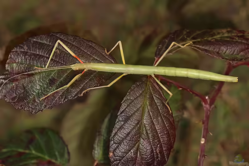 Carausius morosus im Terrarium halten (Einrichtungsbeispiele für die Indische Stabheuschrecke)