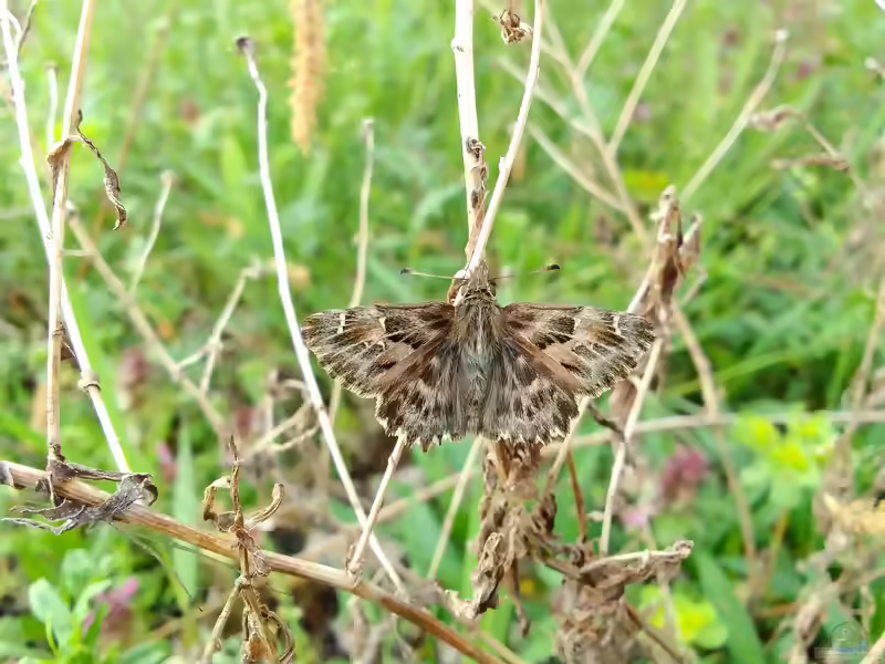 Malven-Dickkopffalter: Carcharodus alceae im Garten (Einrichtungsbeispiele mit Carcharodus alceae)
