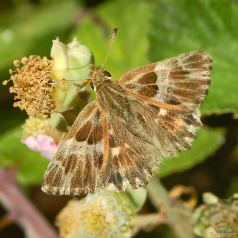 Heilziest-Dickkopffalter im Garten (Einrichtungsbeispiele mit Carcharodus flocciferus)