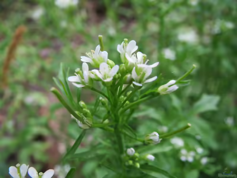 Cardamine flexuosa im Garten pflanzen (Einrichtungsbeispiele mit Wald-Schaumkraut)