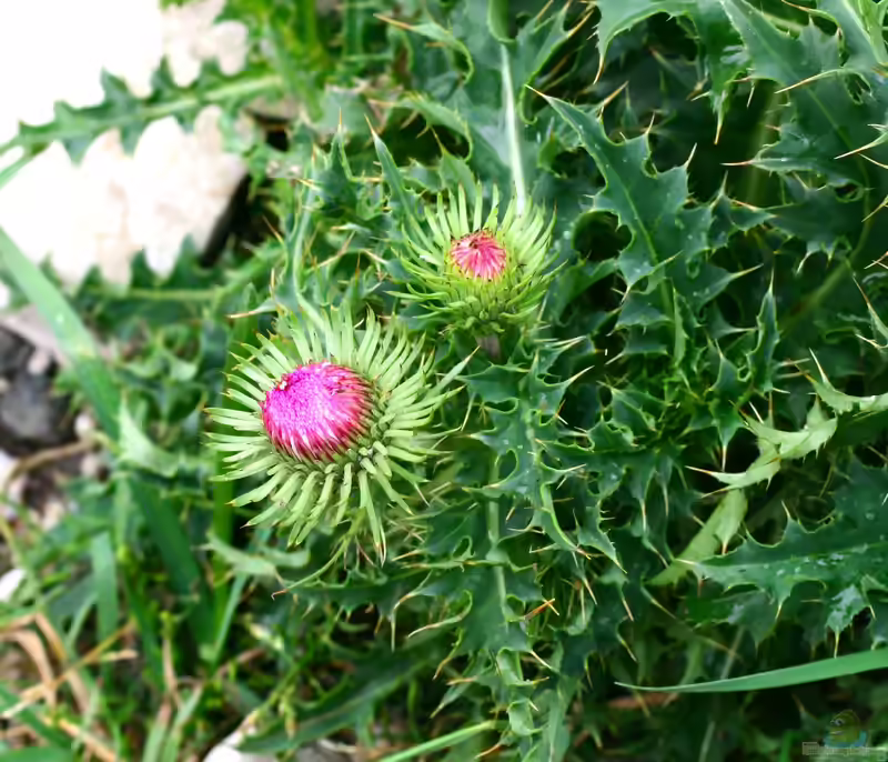 Carduus nutans im Garten pflanzen (Einrichtungsbeispiele mit Nickende Distel)