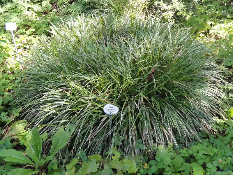 Carex morrowii im Garten pflanzen (Einrichtungsbeispiele mit Japanische Segge)