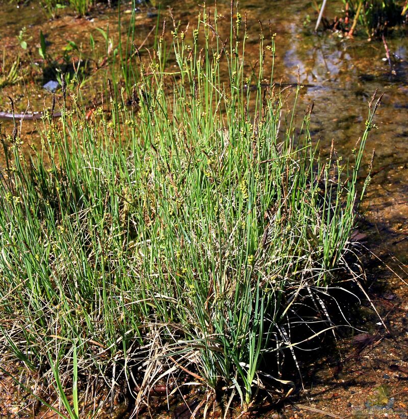 Carex panicea am Gartenteich (Einrichtungsbeispiele mit Zittergras)