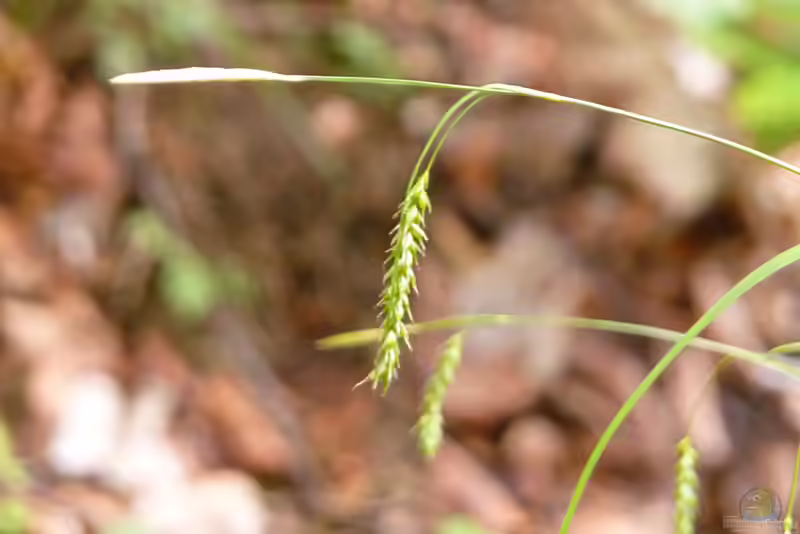 Carex sylvatica im Garten pflanzen (Einrichtungsbeispiele mit Wald-Segge)