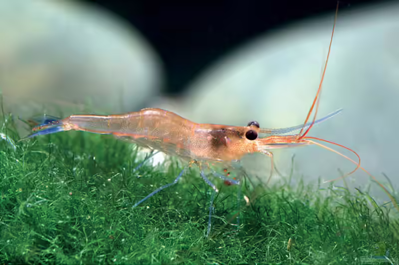 Caridina caerulea im Aquarium halten (Einrichtungsbeispiele für Blaufuß-Zwerggarnele)