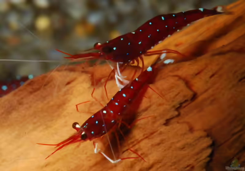 Caridina dennerli: Kardinalsgarnele aus dem Matano-See (Einrichtungsbeispiele mit Kardinalsgarnelen)