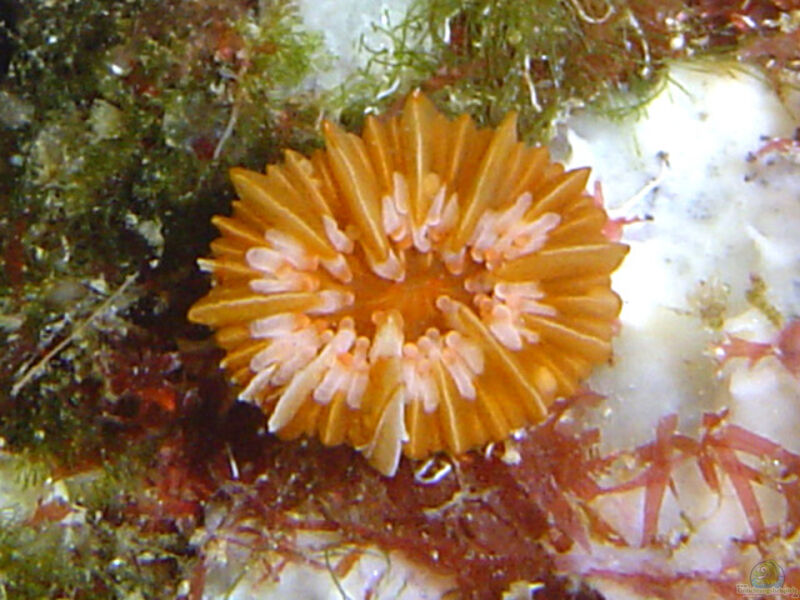 Caryophyllia inornata im Aquarium halten (Einrichtungsbeispiele für Großpolypige Steinkoralle)