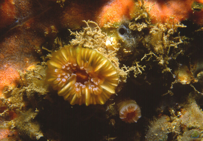 Caryophyllia smithii im Aquarium halten (Einrichtungsbeispiele für Nelkenkoralle)  - Caryophyllia-smithii-slnkaquarium