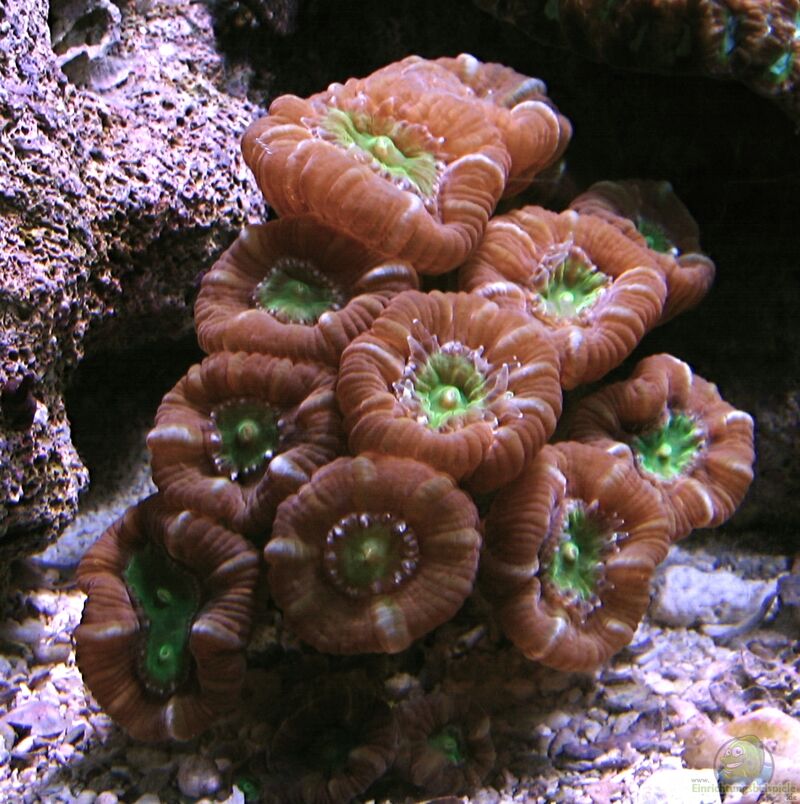 Caulastraea furcata im Aquarium halten (Einrichtungsbeispiele für Flötenkoralle)  - Caulastraea-furcata-slnkaquarium