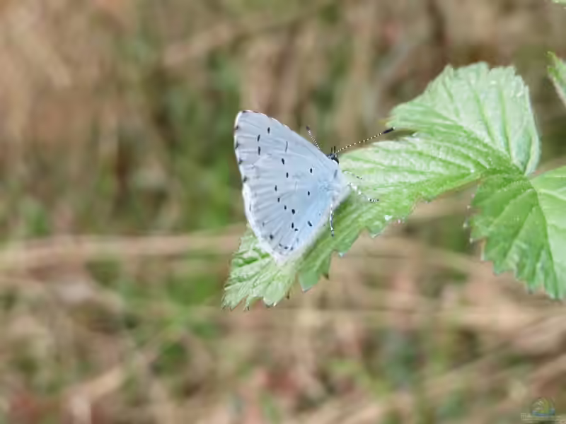 Celastrina argiolus im Garten (Einrichtungsbeispiele mit Faulbaum-Bläuling)
