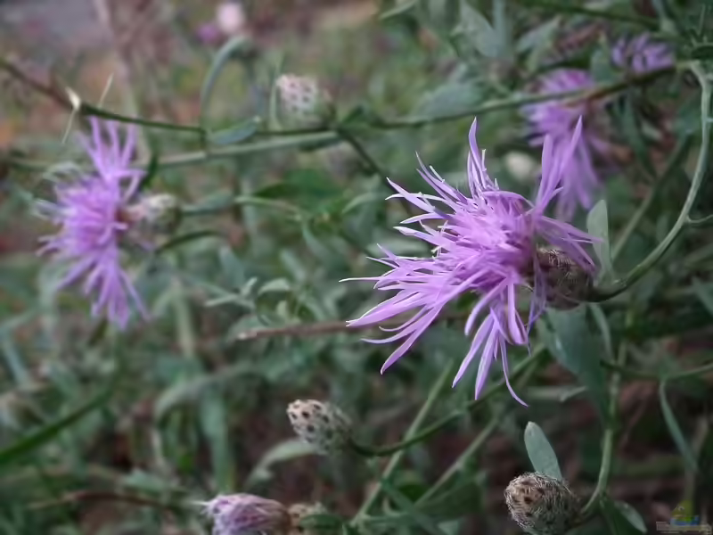 Centaurea stoebe im Garten pflanzen (Einrichtungsbeispiele mit Rispen-Flockenblume)